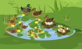 Blue pond with wild ducks mallard or Anas platyrhynchos and overgrown with flowering yellow water-lily Nuphar lutea Royalty Free Stock Photo